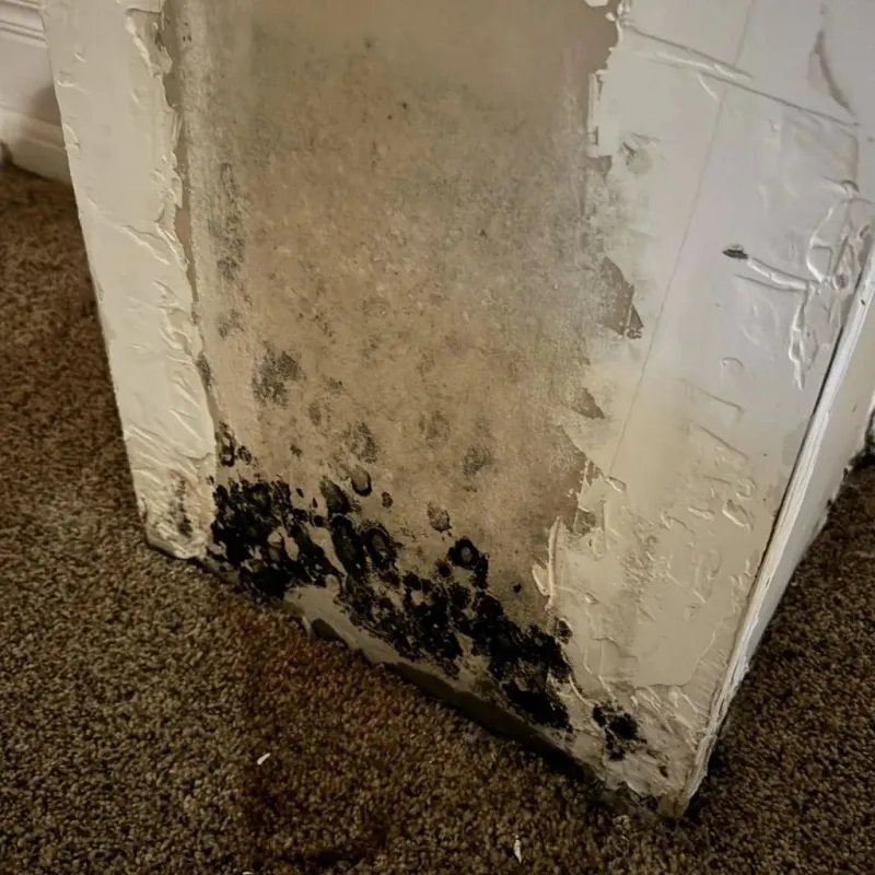Professional Mold Removal in Hamilton, IL